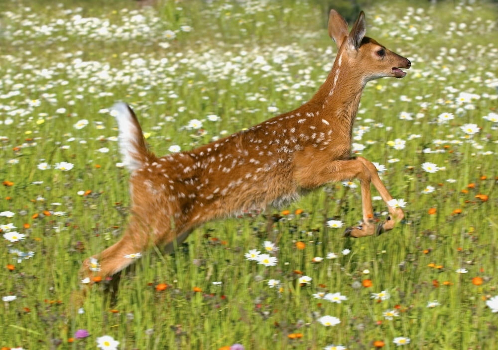 White Tailed Deer Fawn In Field Of Spring Flowers Canvas Art - John Pitcher Design Pics (16 x 11)