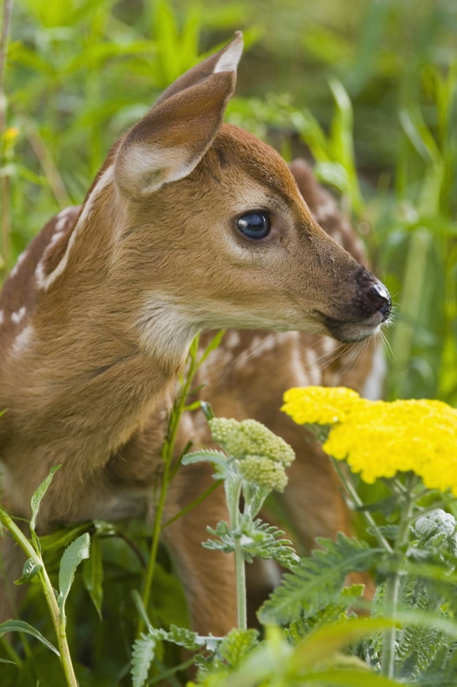 White-Tailed Deer Fawn In Wildflowers & Tall Grass Minnesota Spring Captive Canvas Art - Michael DeYoung Design Pics (12 x 19)