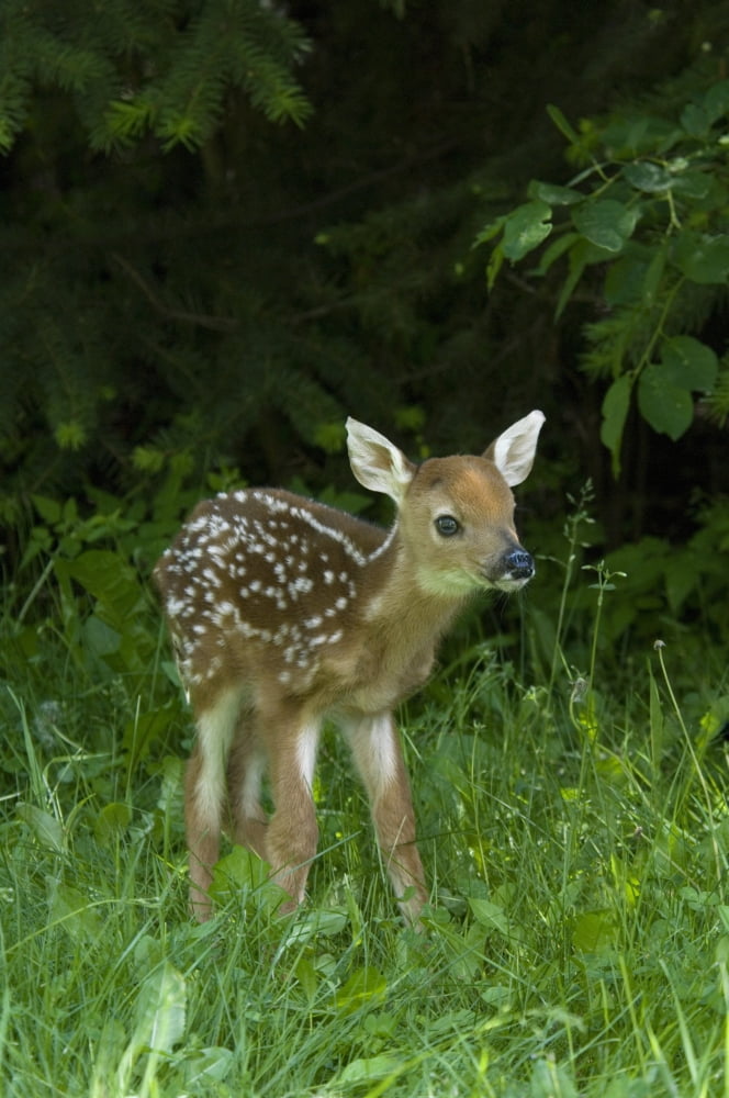 White-Tailed Deer Fawn (Odocoileus Virginianus) Canvas Art - Rebecca Grambo Design Pics (24 x 36)