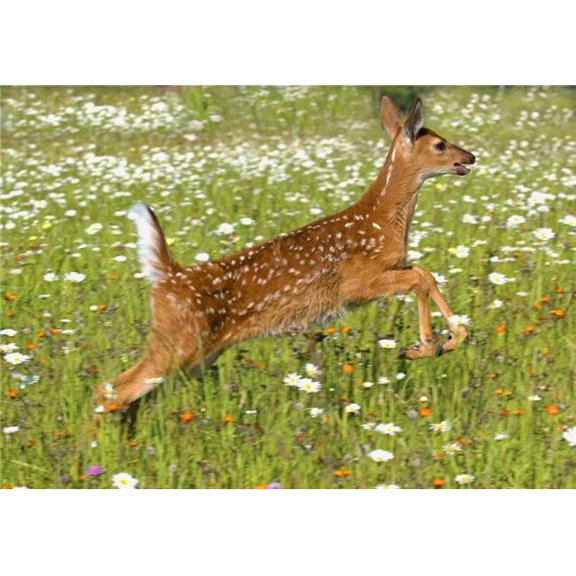 White Tailed Deer Fawn in Field of Spring Flowers Poster Print by John Pitcher, 16 x 11
