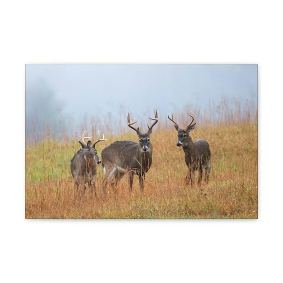 White Tailed Deer Group White Tailed Deer Troop Print Animal Wall Art Wildlife Canvas Prints Wall Art Ready to Hang Unframed