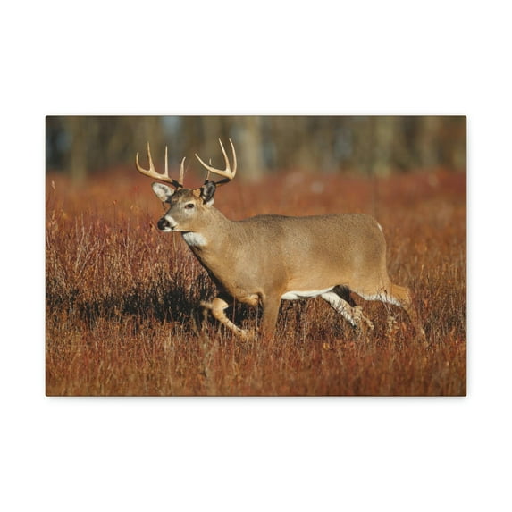 White Tailed Deer Hunting White Tailed Deer on Hunt Print Animal Wall Art Wildlife Canvas Prints Wall Art Ready to Hang Unframed