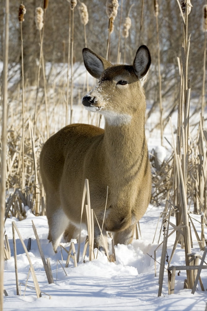 White-Tailed Deer In A Snow-Covered Corn Field Boucherville Islands Park Quebec Canvas Art - Philippe Henry Design Pics (11 x 17)