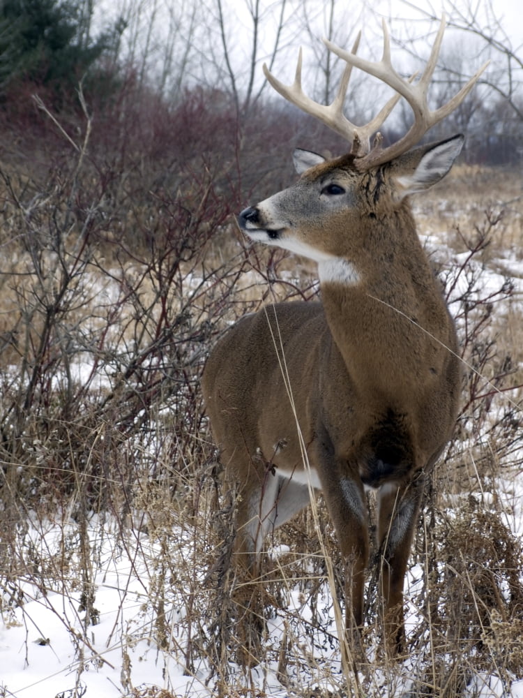 White-Tailed Deer (Odocoileus Virginianus) Boucherville Islands Park Quebec Canvas Art - Philippe Henry Design Pics (12 x 16)