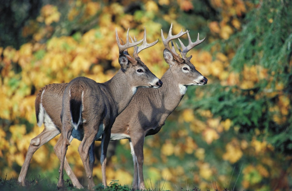 White-Tailed Deer (Odocoileus Virginianus) North America Canvas Art - Thomas Kitchin & Victoria Hurst Design Pics (34 x 22)