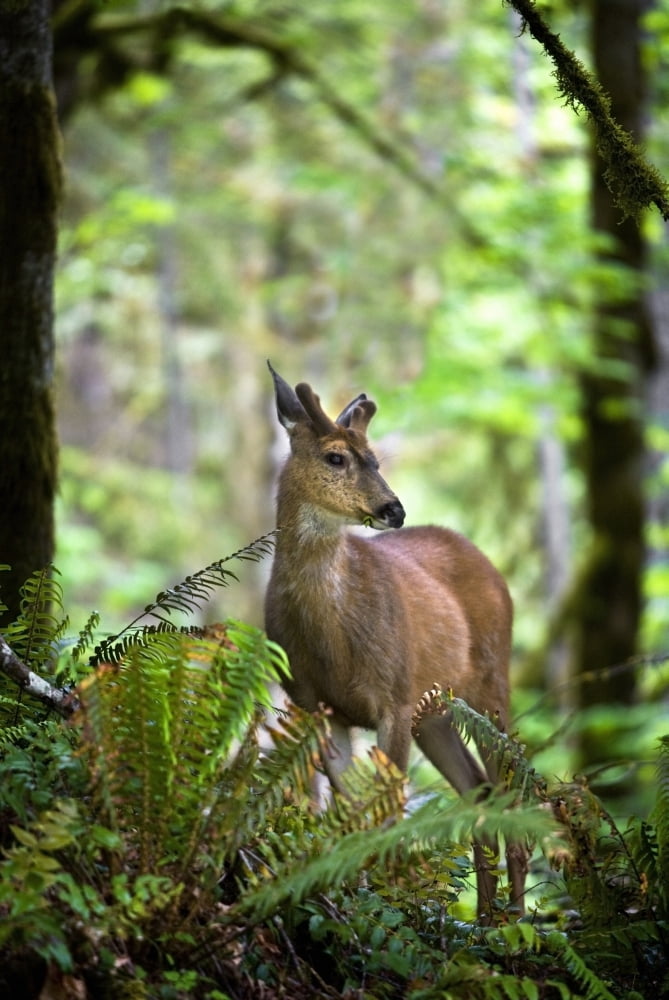 White-Tailed Deer Peering Out Of The Woods Canvas Art - Richard Wear Design Pics (24 x 36)