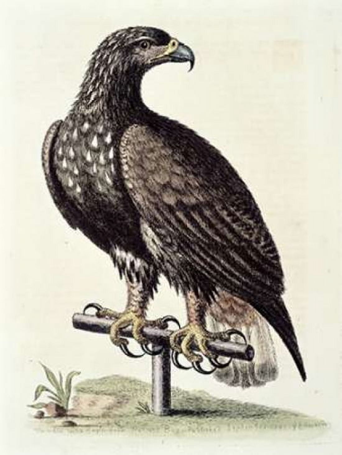 White-Tailed Eagle From Hudsons Bay Canvas Art - George Edwards (18 x 24)