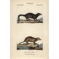 thumbnail image 1 of White Tailed Mongoose, Ichneumia Albicaudaa Poster Print By ® Florilegius Mary Evans (24 X 36), 1 of 3