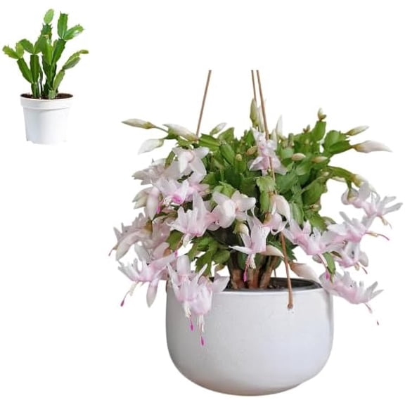 White Thanksgiving Christmas Cactus Plants Live Holiday Cactus Plant Winter Bloom Flowers Plant 3"Pot