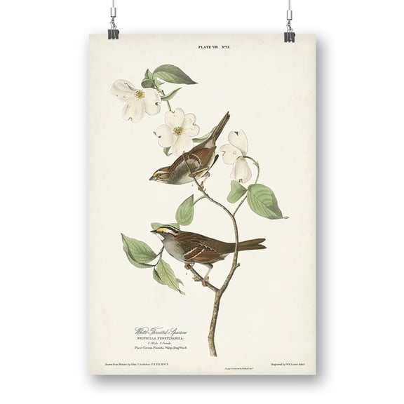White-Throated Sparrow Poster - John James Audubon Designs,