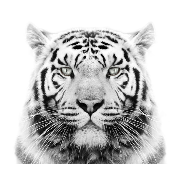 White Tiger Edible Icing Image for 1/4 sheet cake