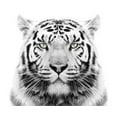 thumbnail image 1 of White Tiger Edible Icing Image for 8 inch round cake, 1 of 1