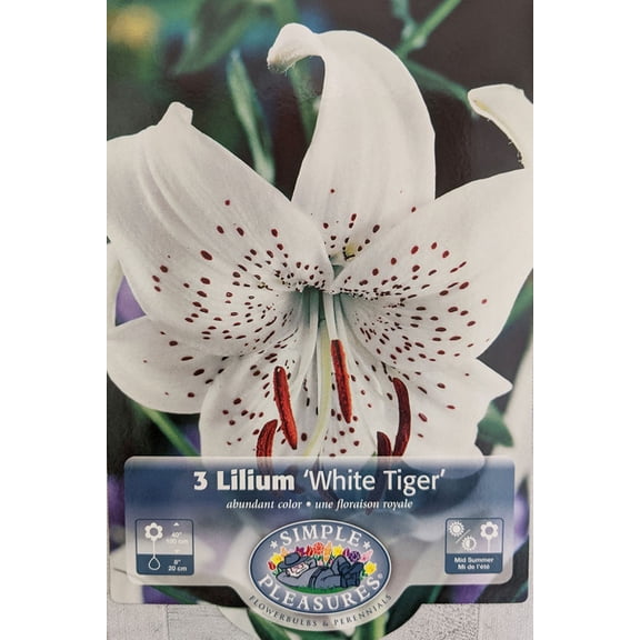 White Tiger Lily 3 Bulbs 14/16 cm - Heirloom - Cream/Maroon Dots