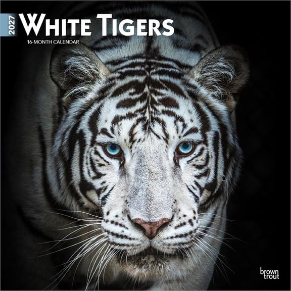 White Tigers 2027 12 X 24 Inch (Hanging) Monthly Square Wall Calendar Plastic-Free, (Paperback)