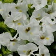 thumbnail image 1 of White Torenia Wishbone Flowers Grown From Flower Seeds - 100 Seeds, 1 of 2