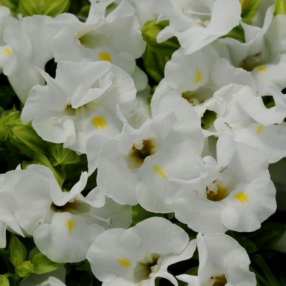 White Torenia Wishbone Flowers Grown From Flower Seeds - 100 Seeds