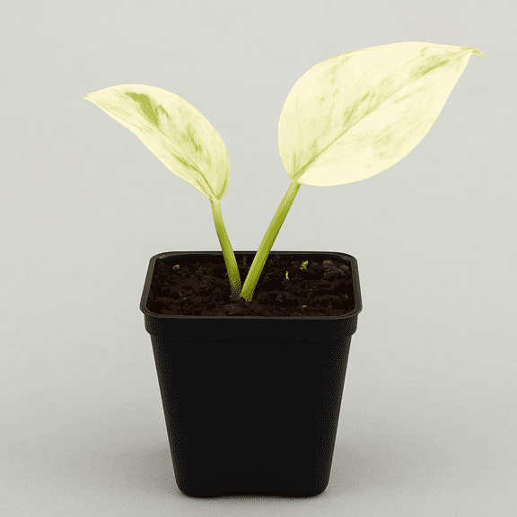 Ice Queen Pothos – Live Plant in 2 Inch Pot - Air Purifier Plant to Make Your House Healthier