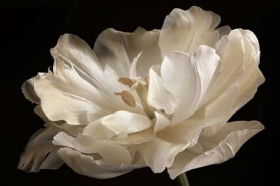 White Tulip Canvas Art - Cora Niele (24 x 36)