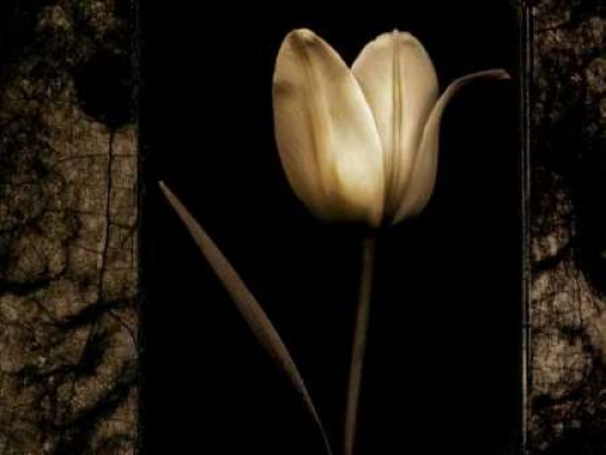 White Tulipa I Canvas Art - Rick Filler (18 x 24)