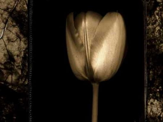 White Tulipa II Canvas Art - Rick Filler (18 x 24)