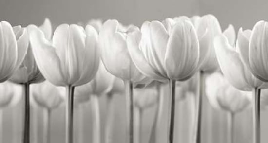 White Tulips Canvas Art - Ian Winstanley (24 x 36)