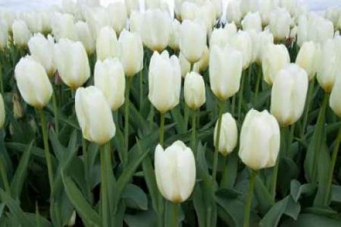 White Tulips I Canvas Art - Dana Styber (24 x 36)