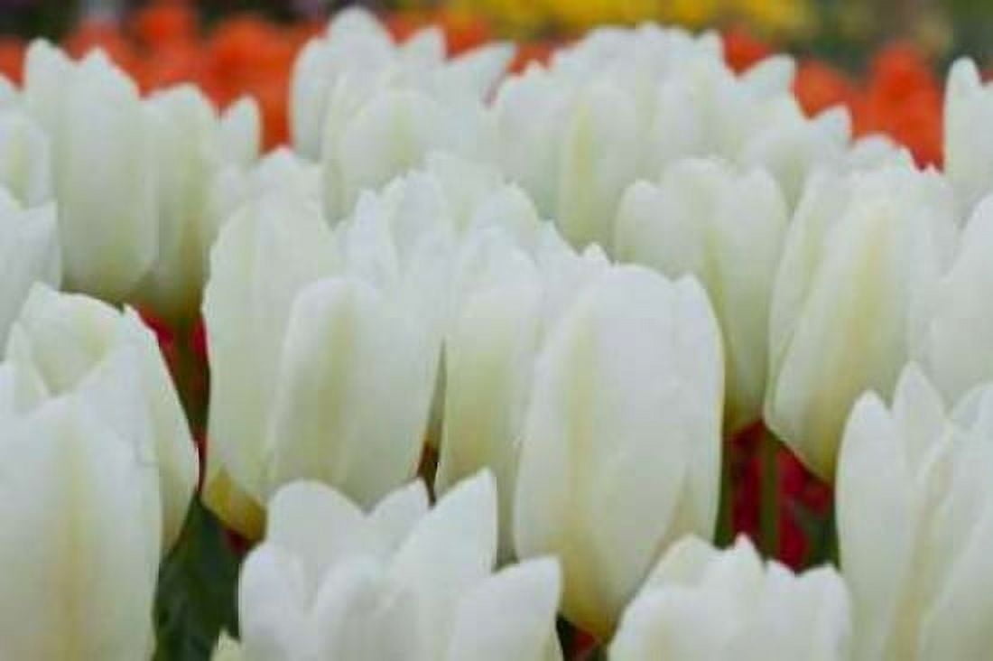 White Tulips II Canvas Art - Dana Styber (12 x 18)