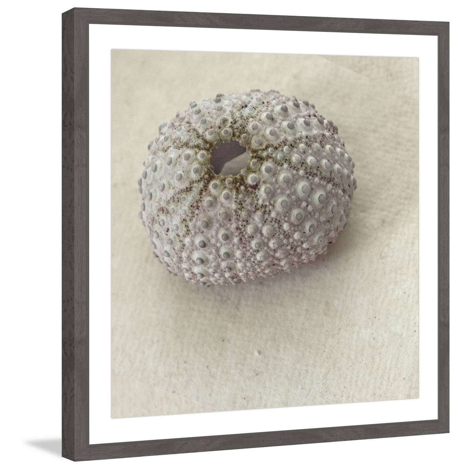 "White Urchin Shell" Framed Painting Print