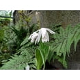 thumbnail image 1 of White Variegated Hardy Orchid - Bletilla striata 'Alba Variegata' - Bareroot, 1 of 3
