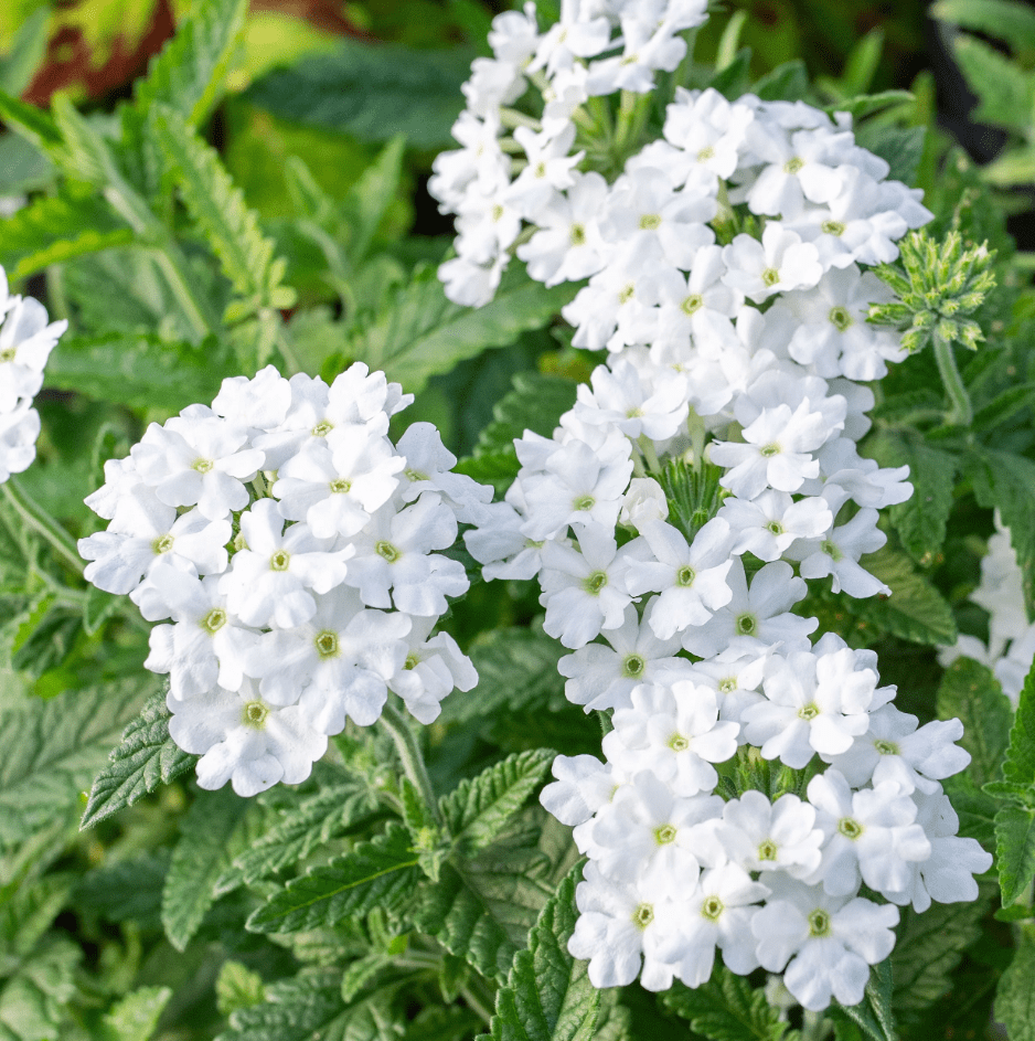 White Verbena Live Plant, Perennial Flowering Plant 4-7 Inch Tall, Trailing White Blooms for Garden, Zones 7–11