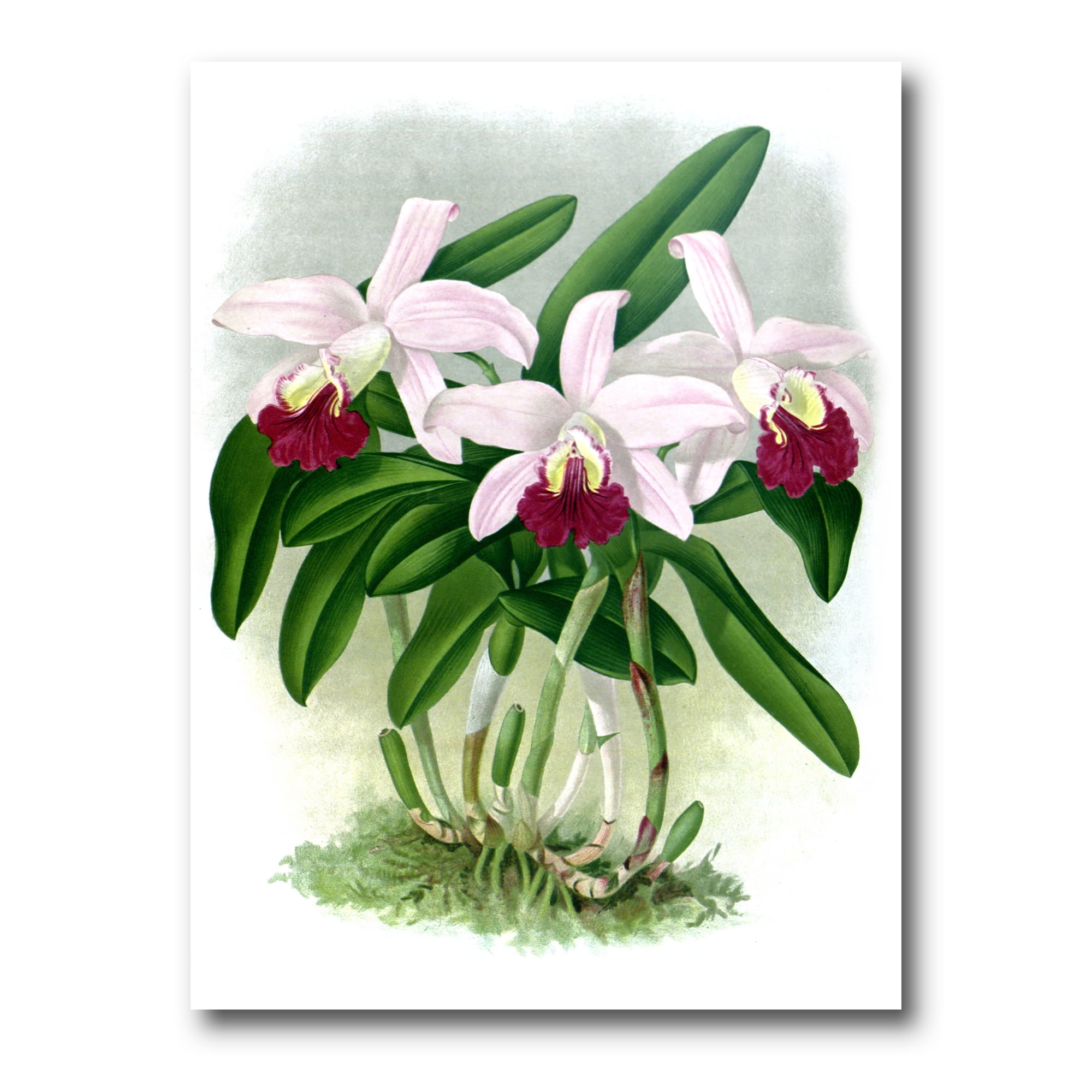 White Vintage Orchid Flower I 16 in x 32 in Painting Canvas Art Print, by Designart