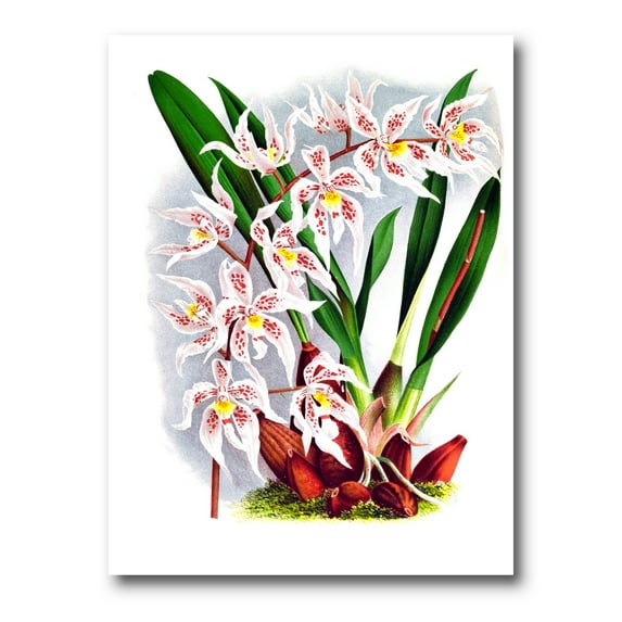 White Vintage Orchid Flower II 12 in x 8 in Painting Canvas Art Print, by Designart