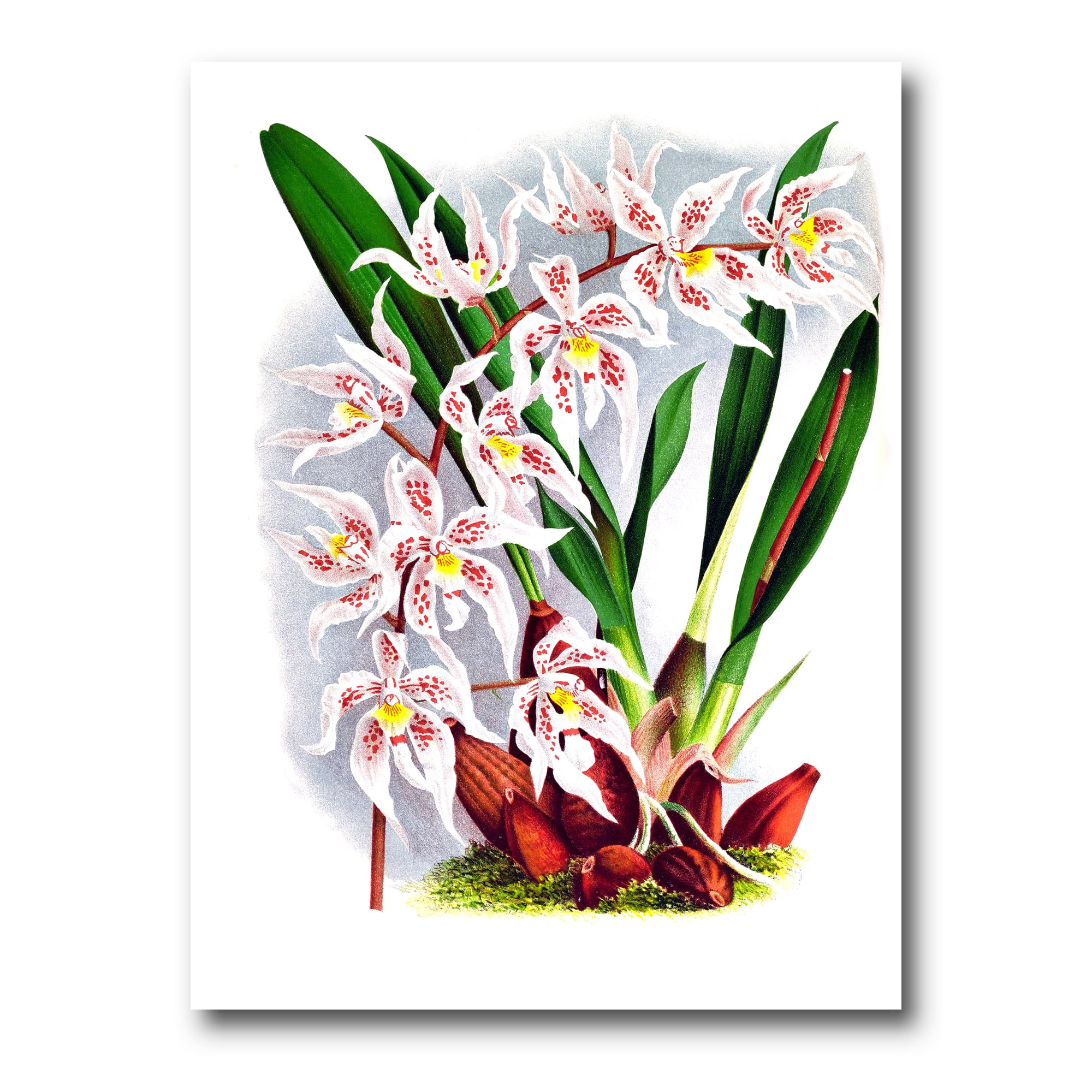 White Vintage Orchid Flower II 16 in x 32 in Painting Canvas Art Print, by Designart