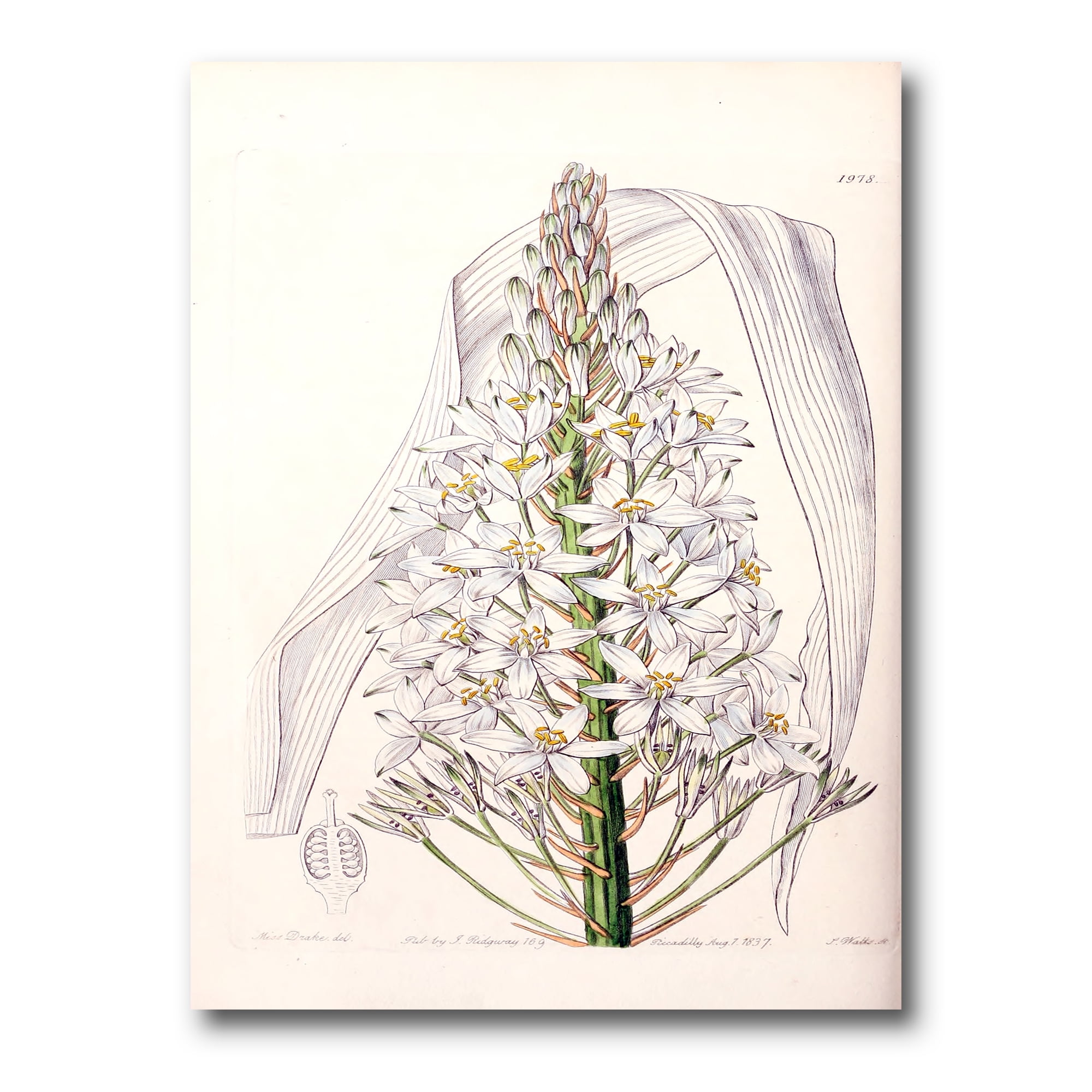 White Vintage Orchid I 8 in x 12 in Painting Canvas Art Print, by Designart