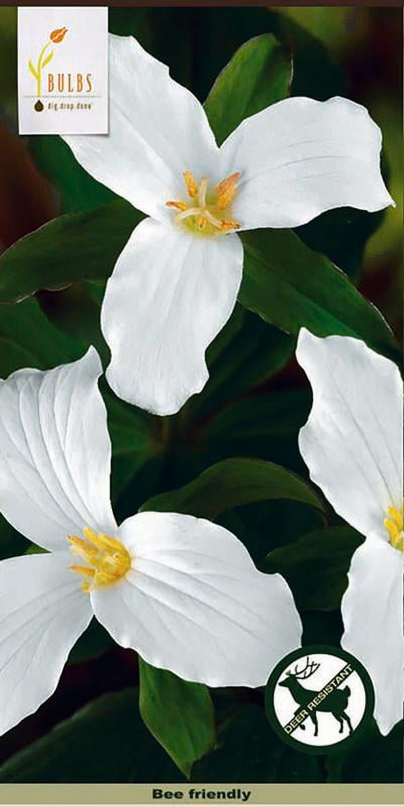 White Wake Robin - 3 Top Size Bulbs (Pips) - Trillium grandiflorum