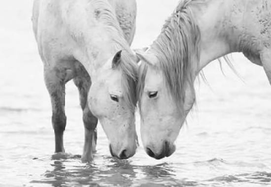 White Water Horses Canvas Art - Carol Walker (20 x 28)