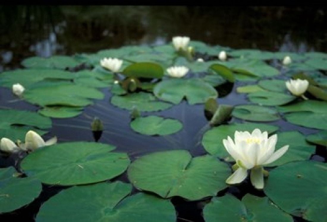 White Water-Lily in Bloom Kitty Coleman Woodland Gardens Comox Valley Vancouver Island British Columbia Canvas Art - Brent Bergherm DanitaDelimont (36 x 24)