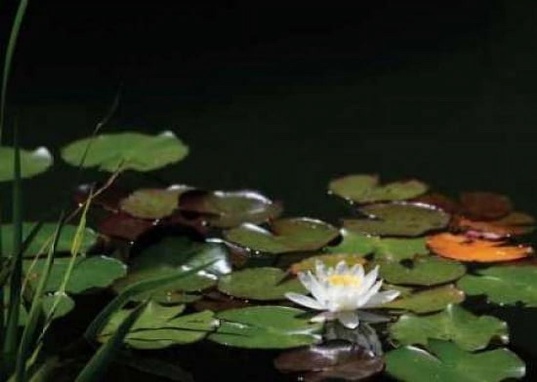 White Water Lily I Canvas Art - Dana Underdahl (20 x 28)