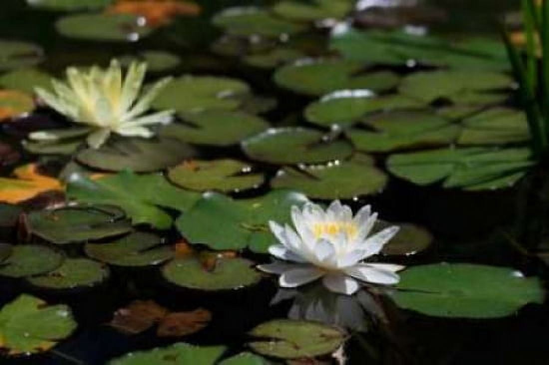 White Water Lily II Canvas Art - Dana Underdahl (12 x 18)
