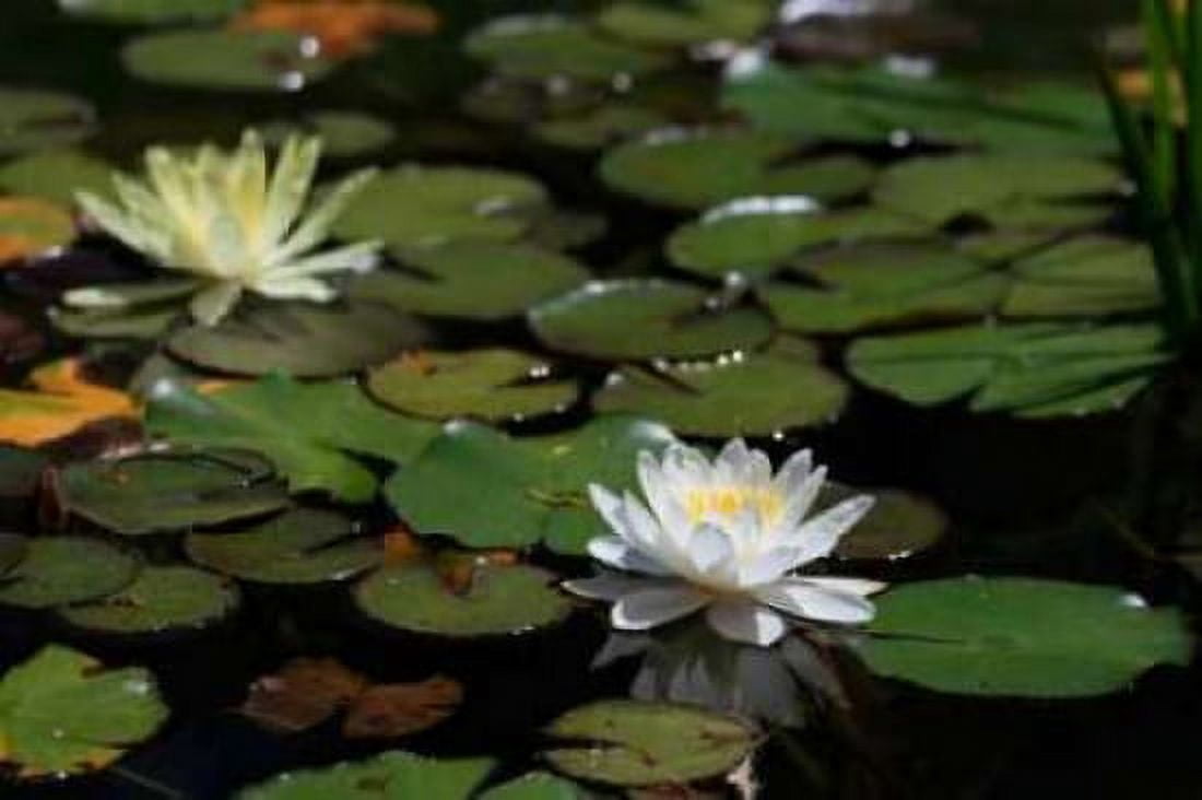 White Water Lily II Canvas Art - Dana Underdahl (24 x 36)