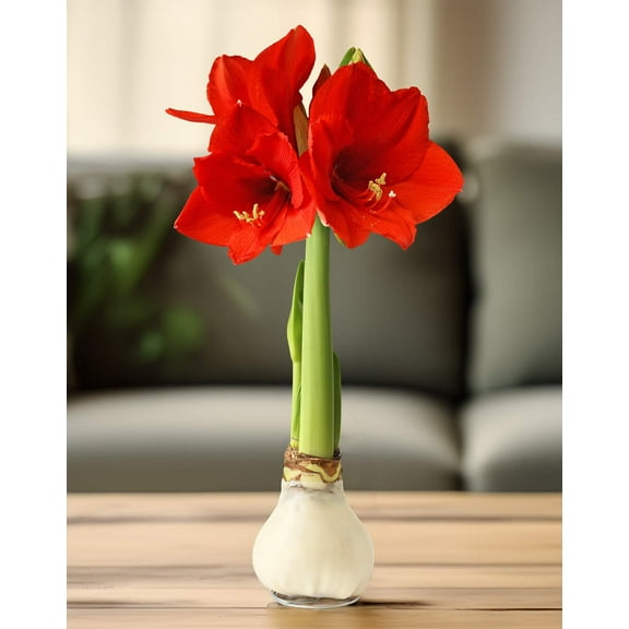White Waxed Amaryllis Bulb with Red Flower