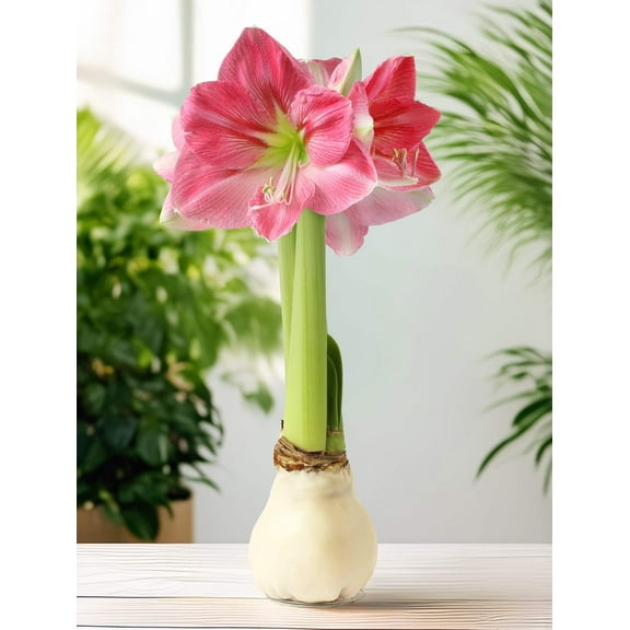 White Waxed Amaryllis with Pink Flower