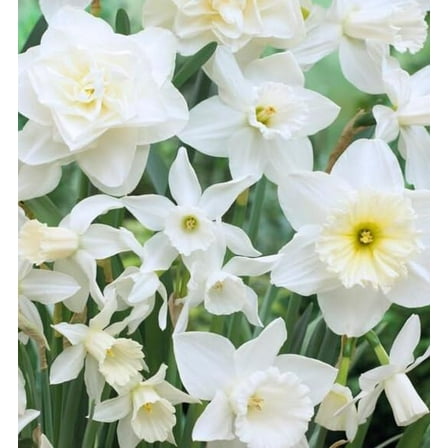 White Wedding Daffodil Mixed Bulbs for Planting, Holland Mix (10 Bulbs)