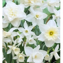White Wedding Daffodil Mixed Bulbs for Planting, Holland Mix (20 Bulbs)