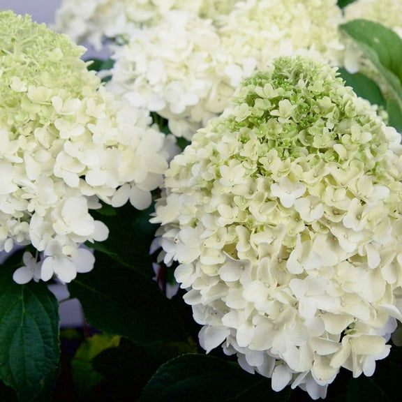 Southern Living White Wedding Paniculata Hydrangea Live Shrub in 2-Gallon Grower Pot