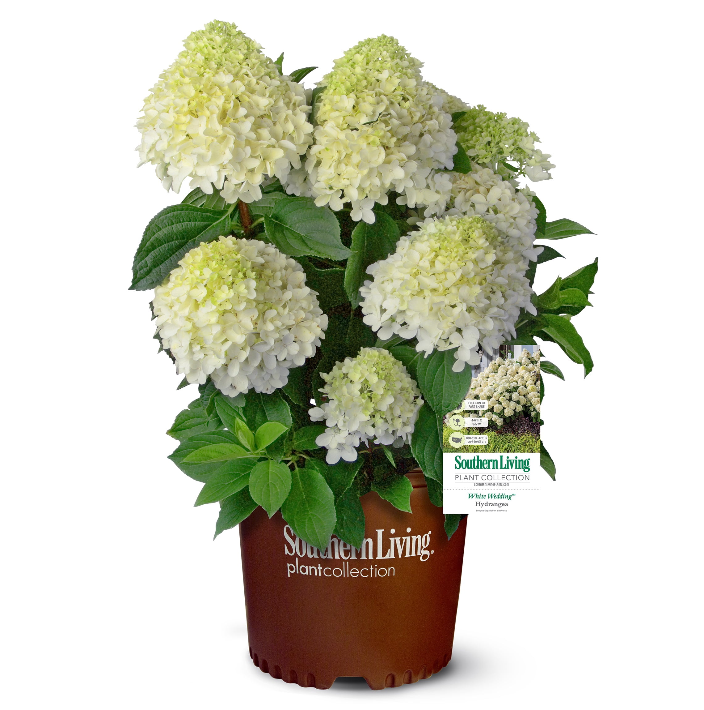 Southern Living White Wedding Paniculata Hydrangea Live Shrub in 2-Gallon Grower Pot