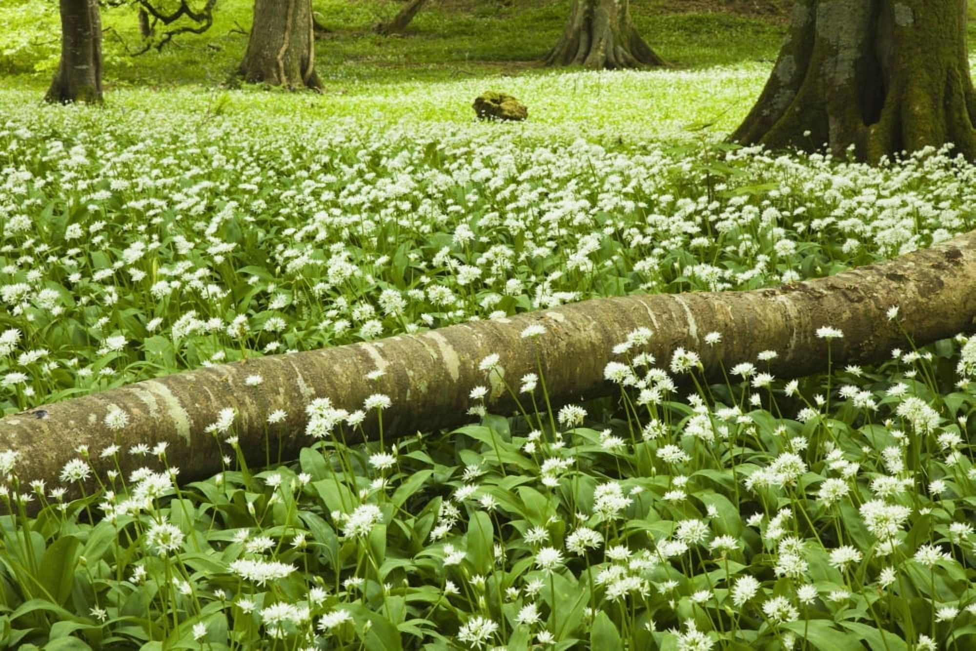 White Wildflowers Growing Amongst The Trees Killarney County Kerry Ireland Canvas Art - Peter Zoeller Design Pics (19 x 12)