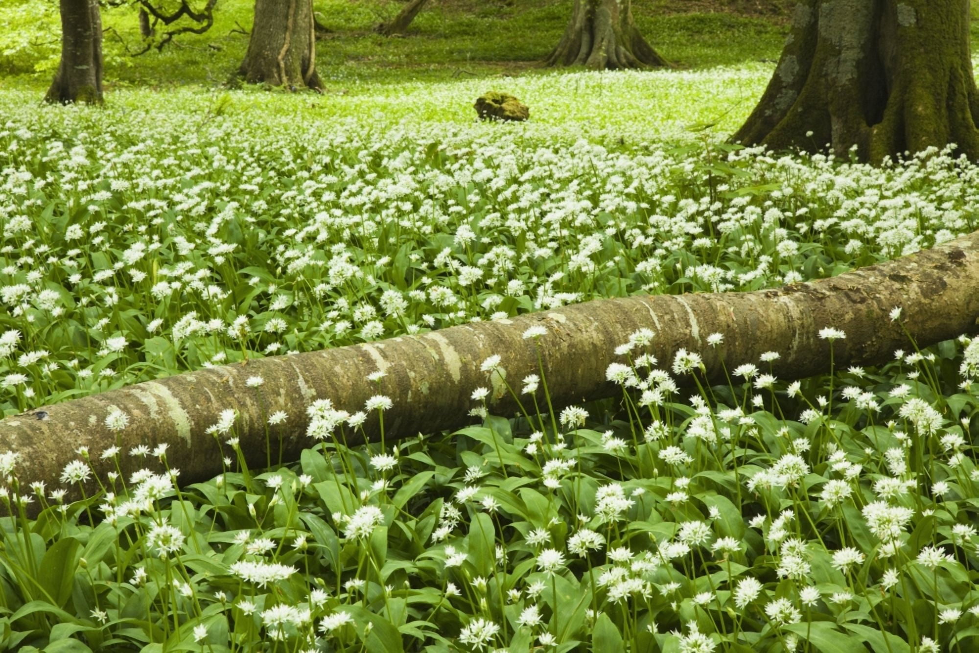 White Wildflowers Growing Amongst The Trees Killarney County Kerry Ireland Canvas Art - Peter Zoeller Design Pics (38 x 24)