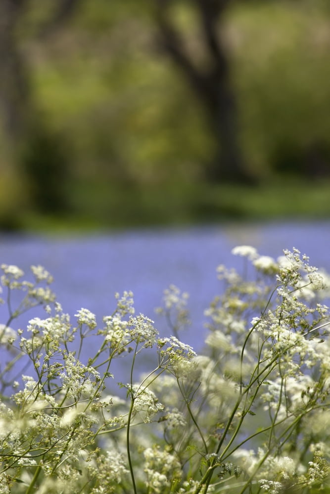 White Wildflowers Northumberland England Canvas Art - John Short Design Pics (24 x 38)