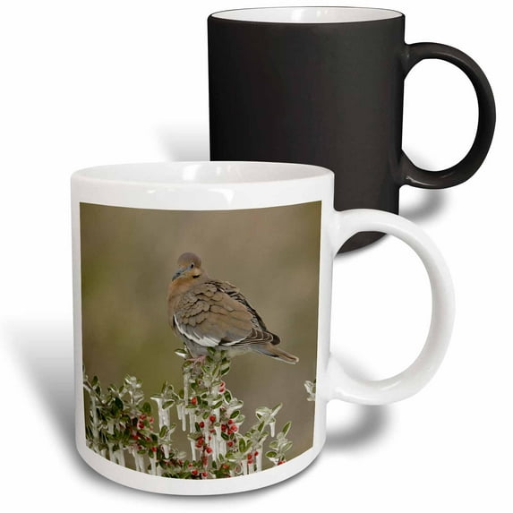 3drose, White Winged Dove Perched on Yaupon Holly, Hill Country, Texas, 11oz Magic Transforming Mug